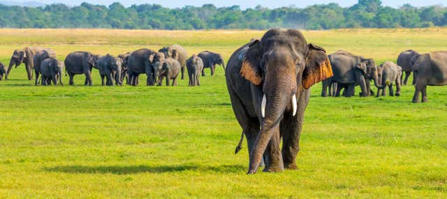 Safari privato al Parco nazionale di Minneriya