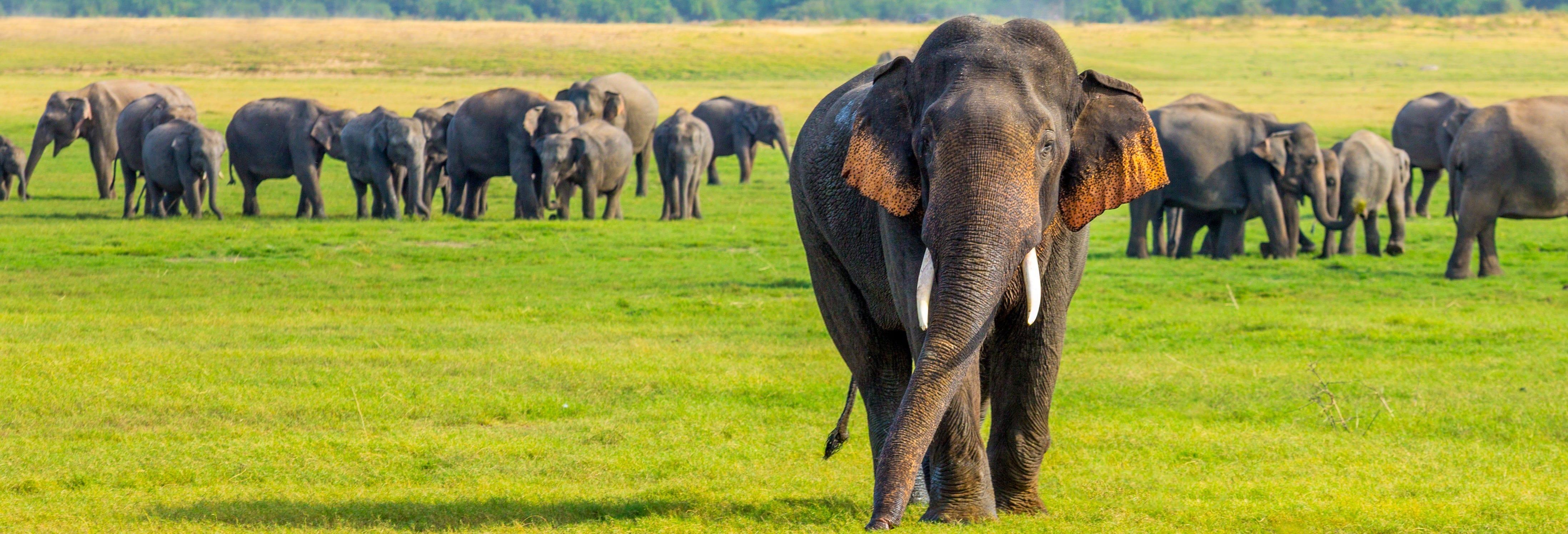 Minneriya National Park Safari