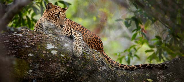 Safari privato al Parco nazionale di Wilpattu