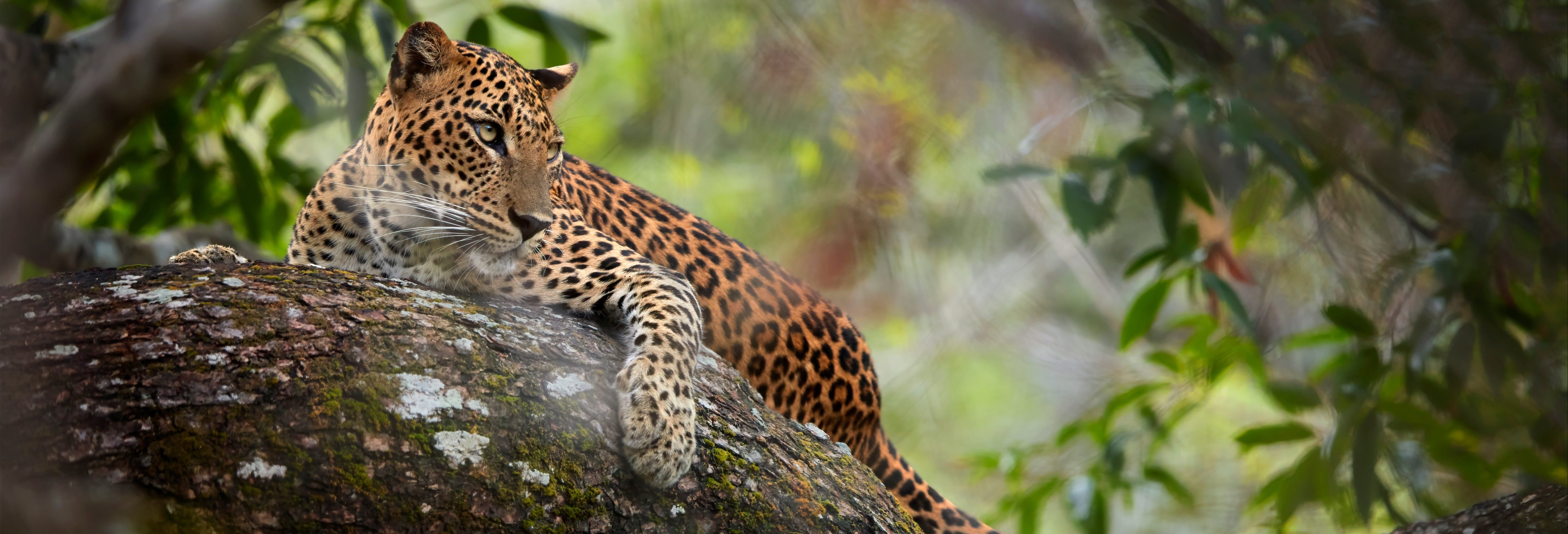 Wilpattu National Park Safari