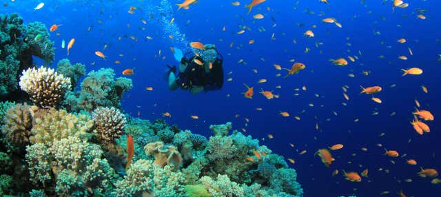 Immersione per principianti a Trincomalee