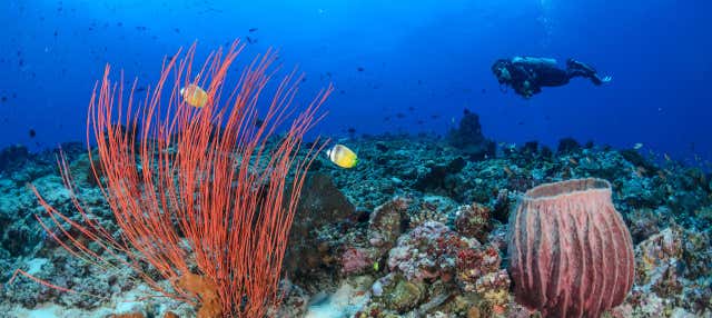 Immersione a Trincomalee