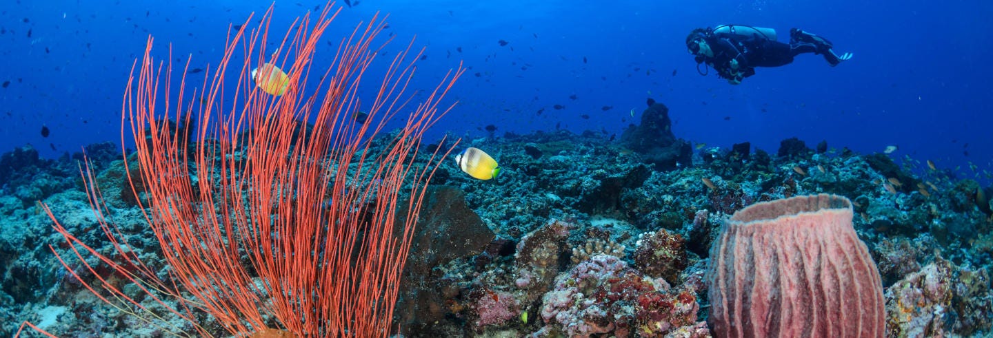 Diving in Trincomalee