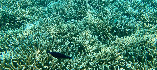 Snorkeling a Pigeon Island