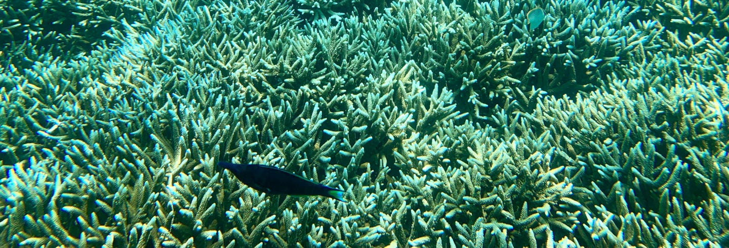 Snorkelling in Pigeon Island