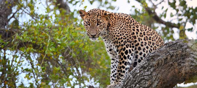 Safari privato nel Parco Nazionale di Yala