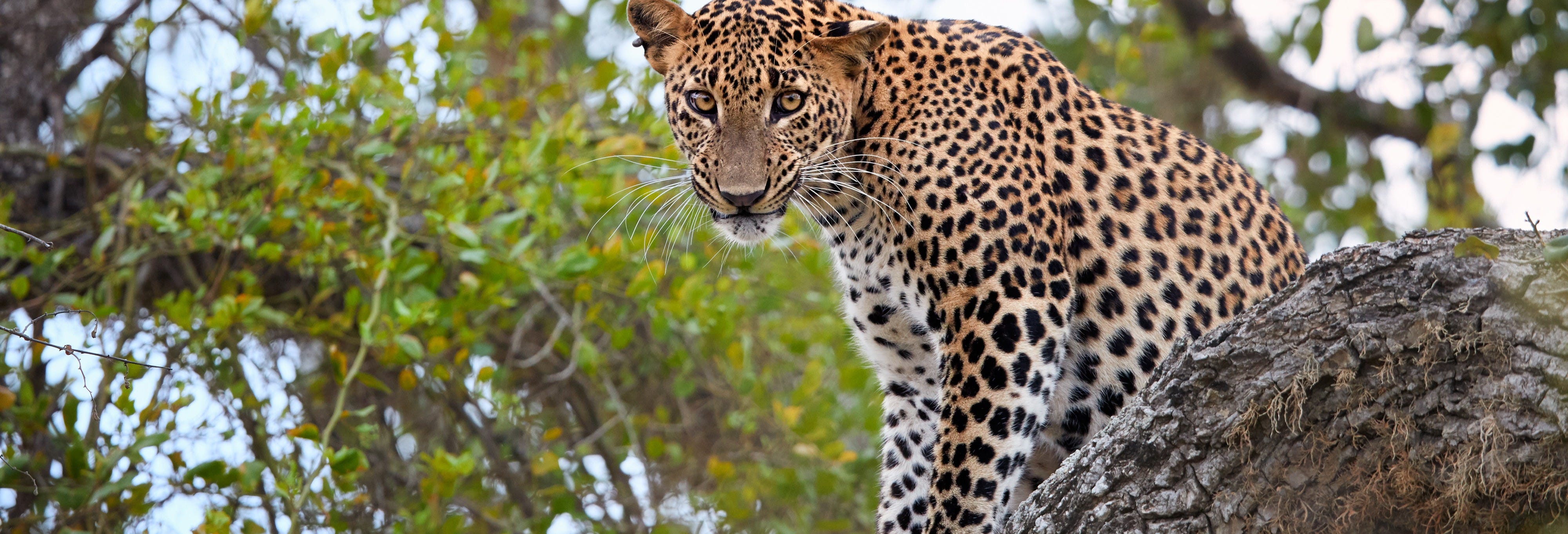 Yala National Park Safari