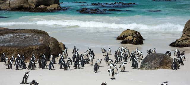Tour privato della Penisola del Capo