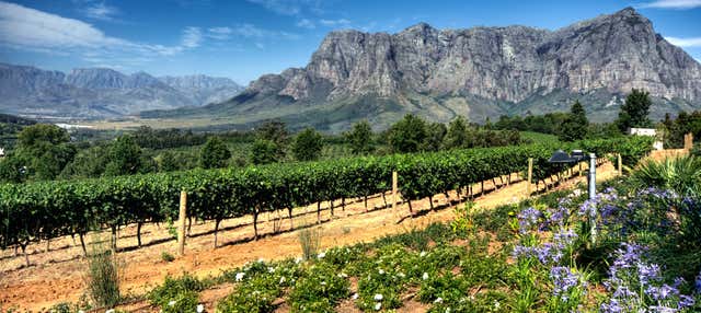 Tour privato dei vigneti di Stellenbosch