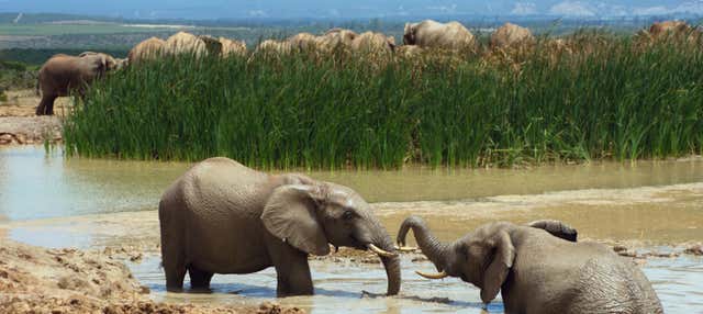 Safari al Parco nazionale Addo Elephant