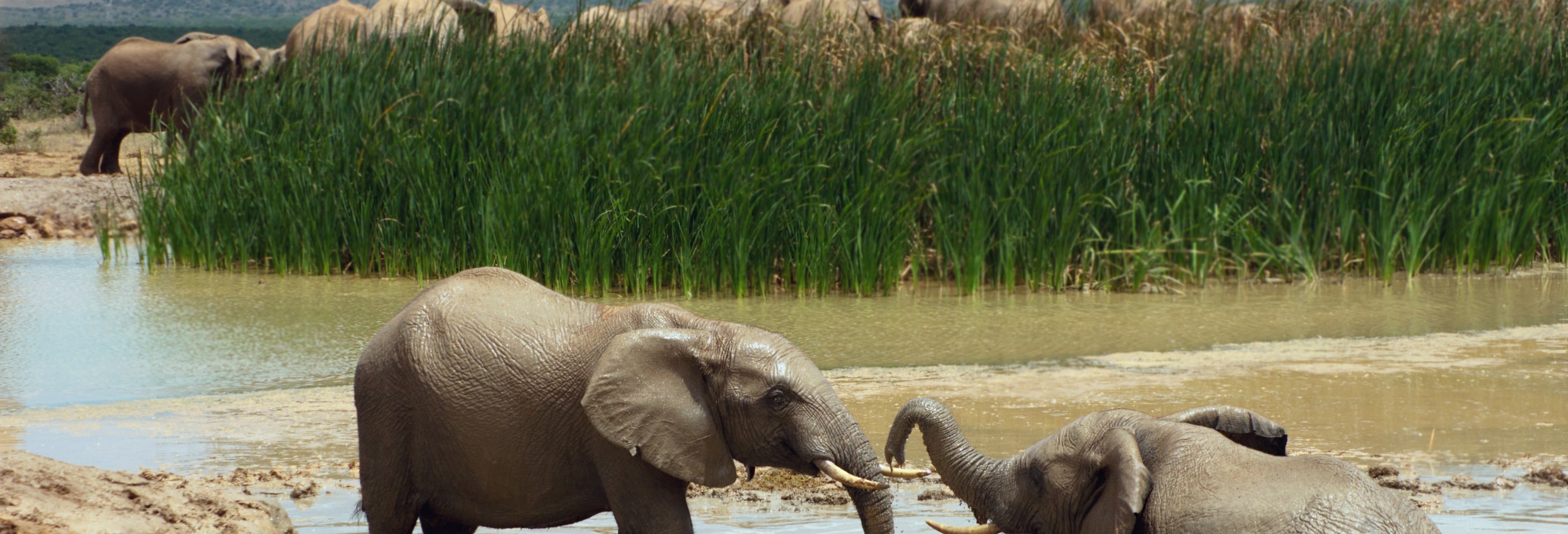 Addo Elephant National Park Safari