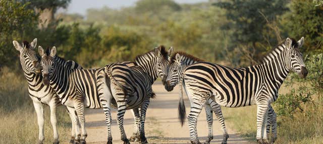 Safari di 3 giorni nel Parco Nazionale Kruger