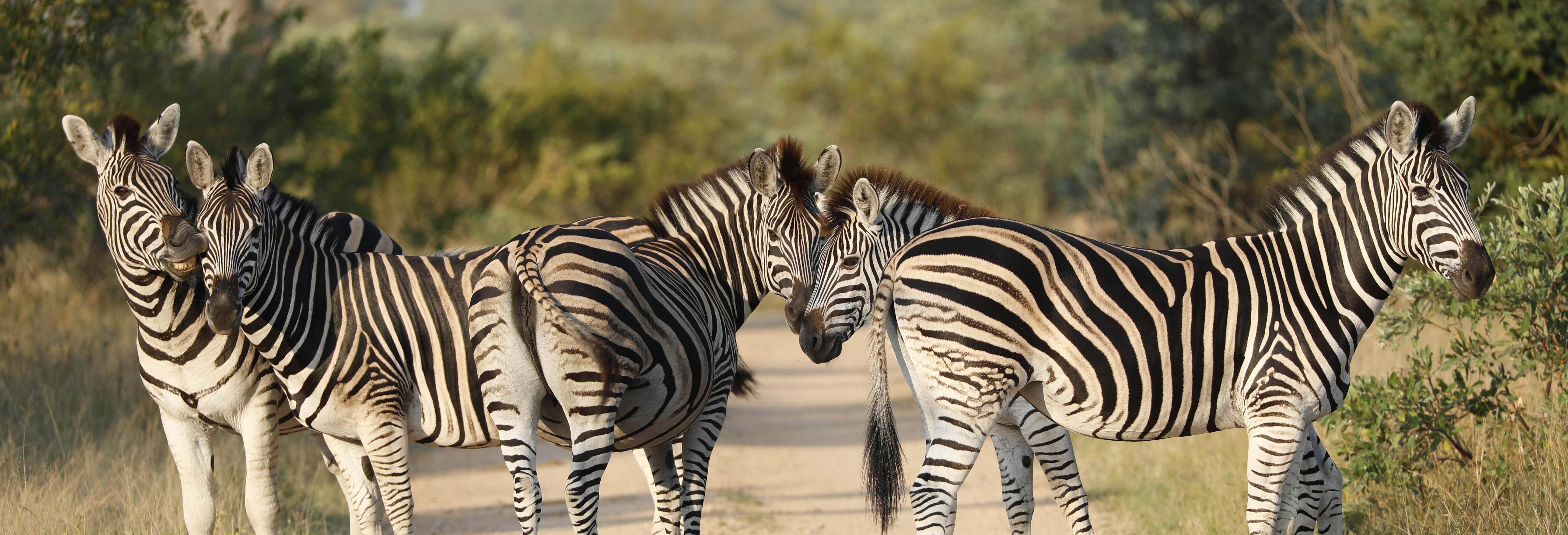 Safari di 3 giorni nel Parco Nazionale Kruger