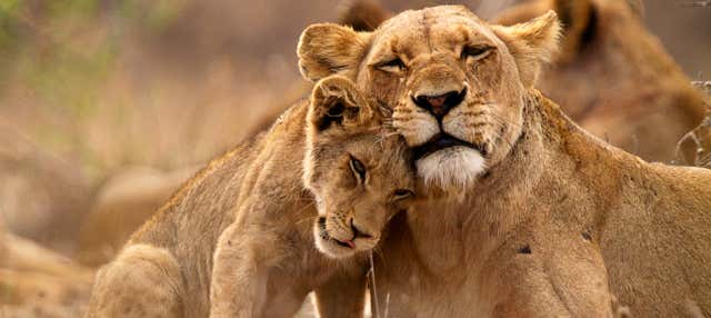 Safari di 5 giorni nel Parco Nazionale Kruger