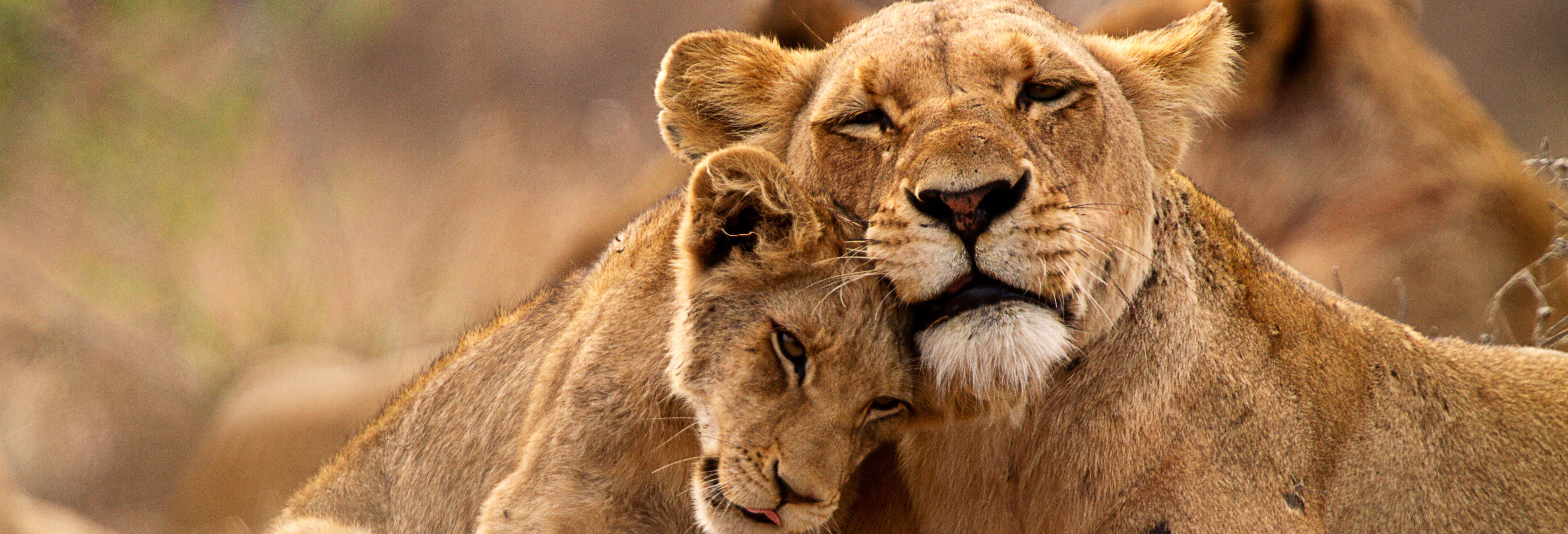 Safari di 5 giorni nel Parco Nazionale Kruger