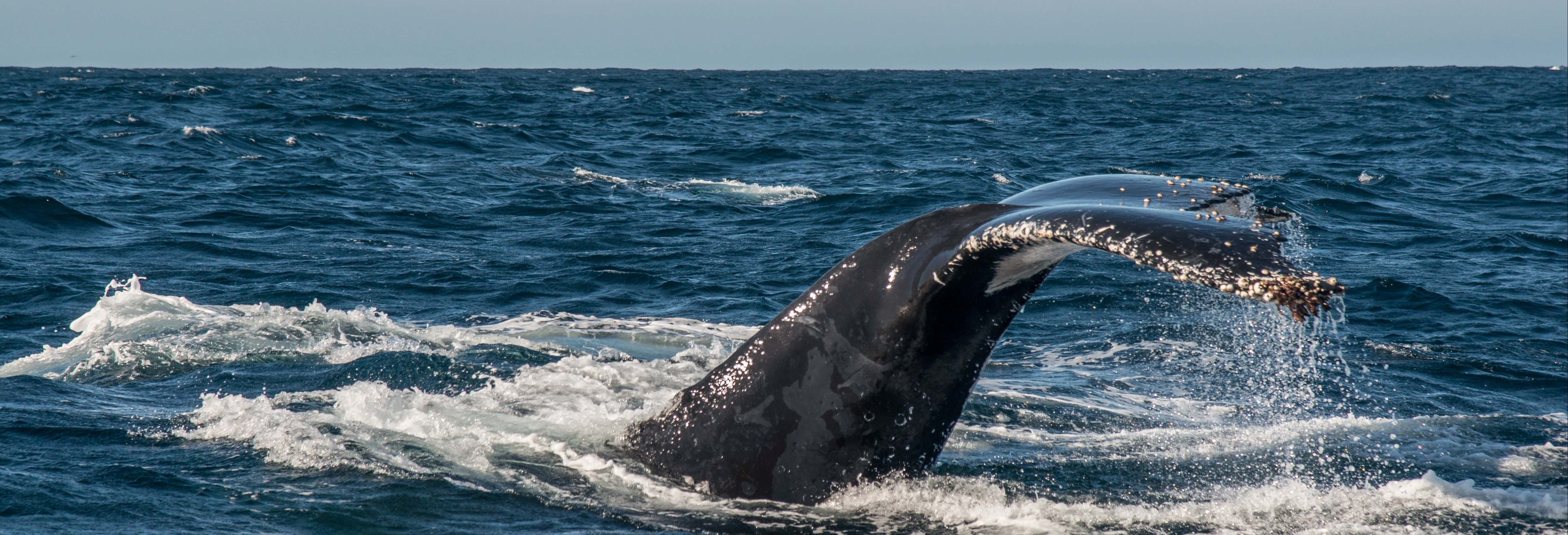 Whale Watching in Knysna