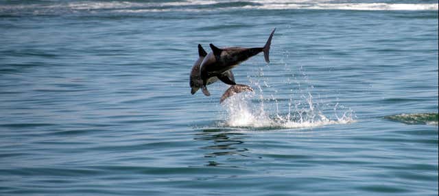 Avvistamento di delfini a Knysna