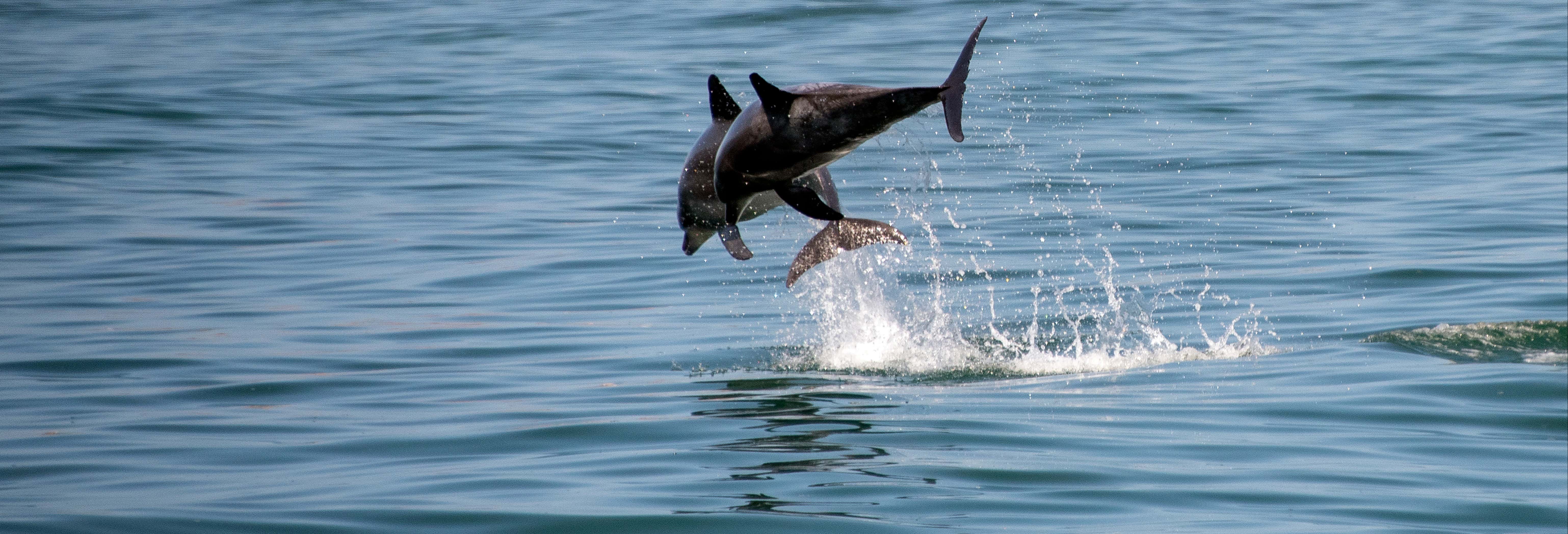 Dolphin Sighting Experience