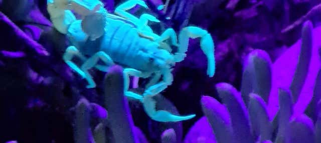 Trekking serale a Oudtshoorn + Avvistamento di scorpioni