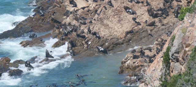 Avvistamento di leoni marini a Plettenberg Bay