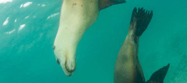 Bagno con leoni marini a Plettenberg Bay
