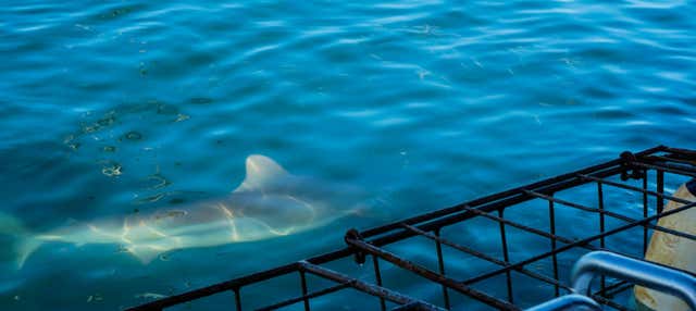 Bagno con gli squali a False Bay