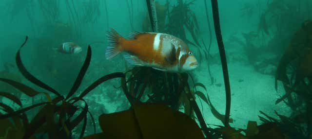 Snorkeling nella Grande Foresta Marina Africana