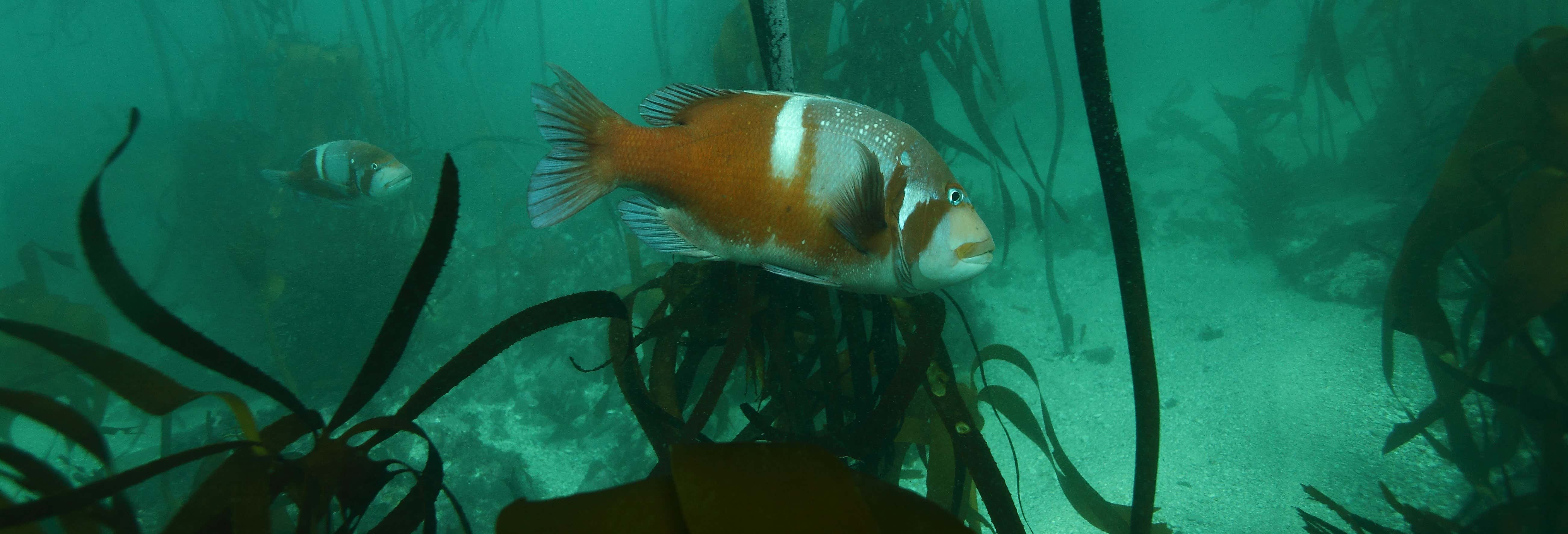 Snorkel in the Great African Seaforest