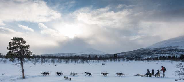 Giro in slitta trainata da cani a Kiruna