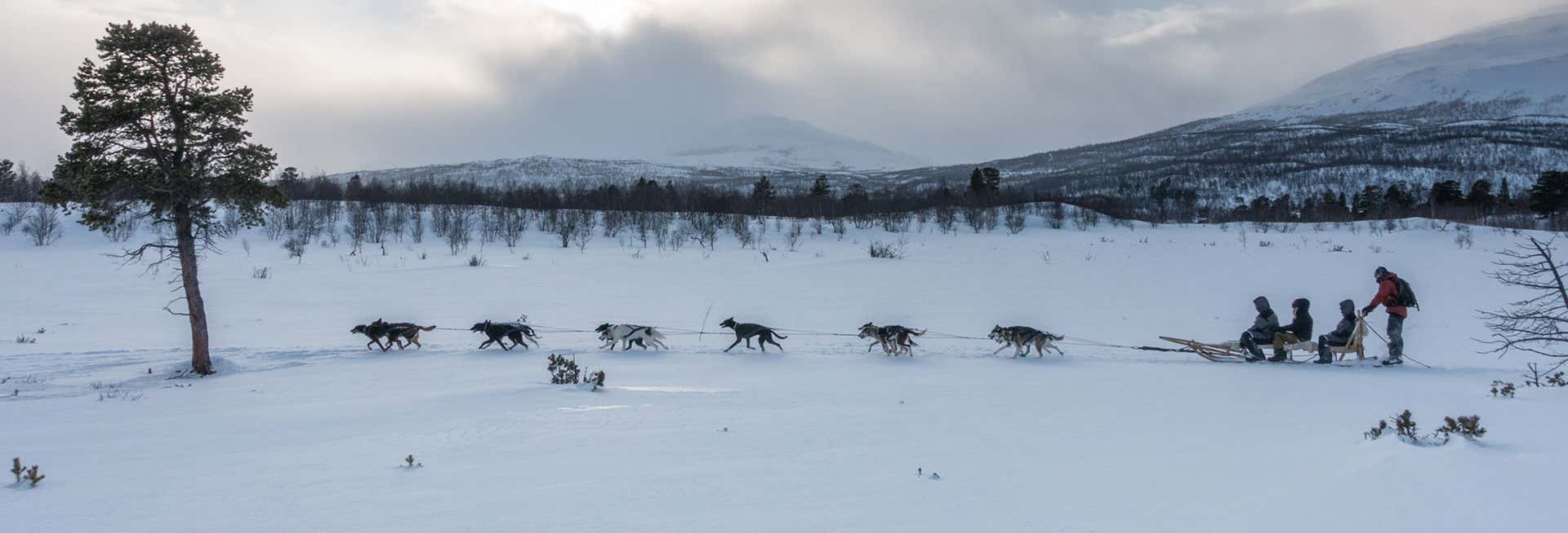 Kiruna Dog Sledding Experience