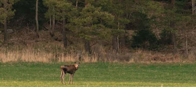 Safari nei boschi di Stoccolma