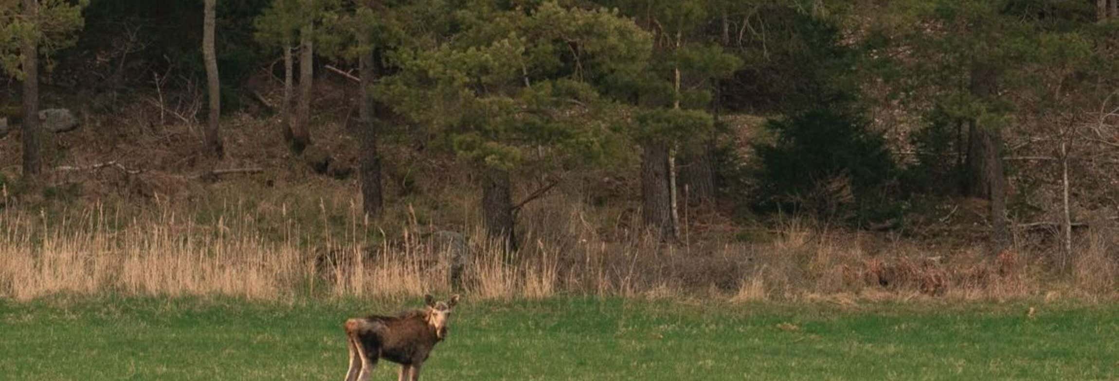 Stockholm Wildlife Safari