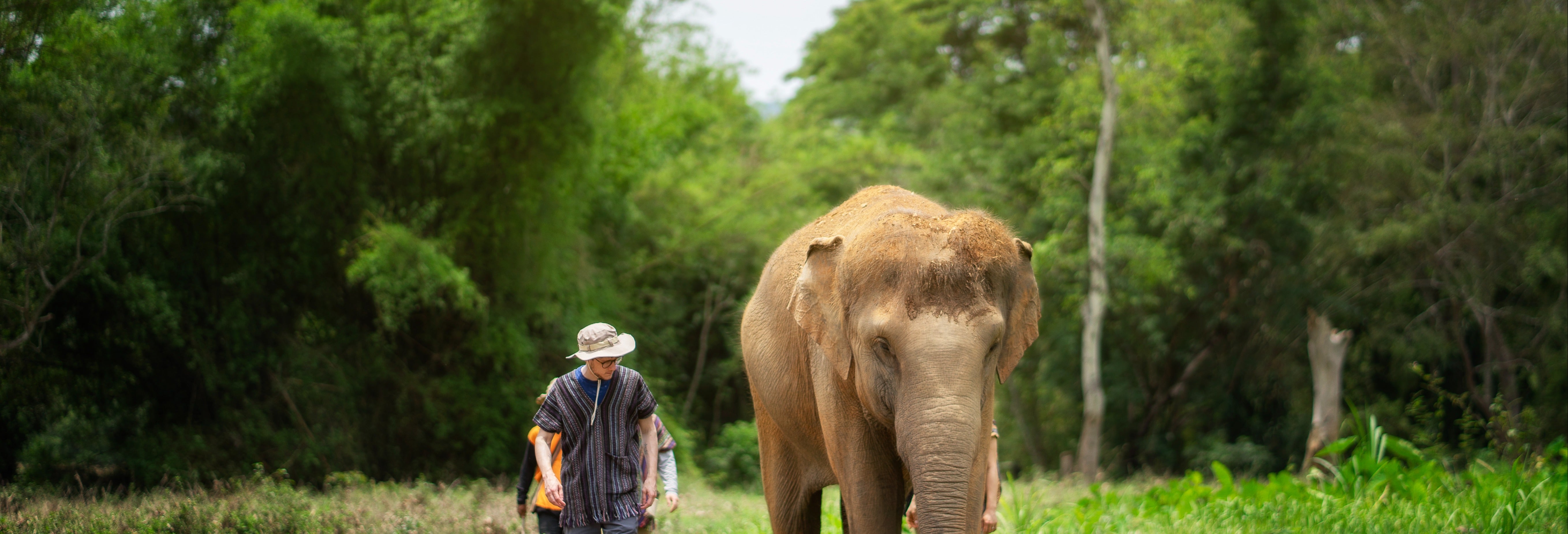 Excursão ao santuário de elefantes