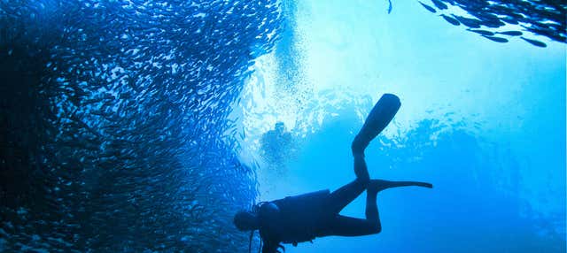 Immersione per principianti a Koh Phi Phi Lee