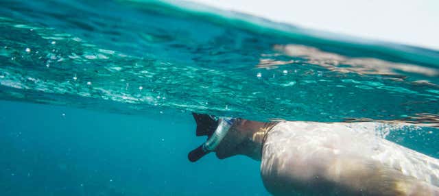 Snorkeling a Koh Chang