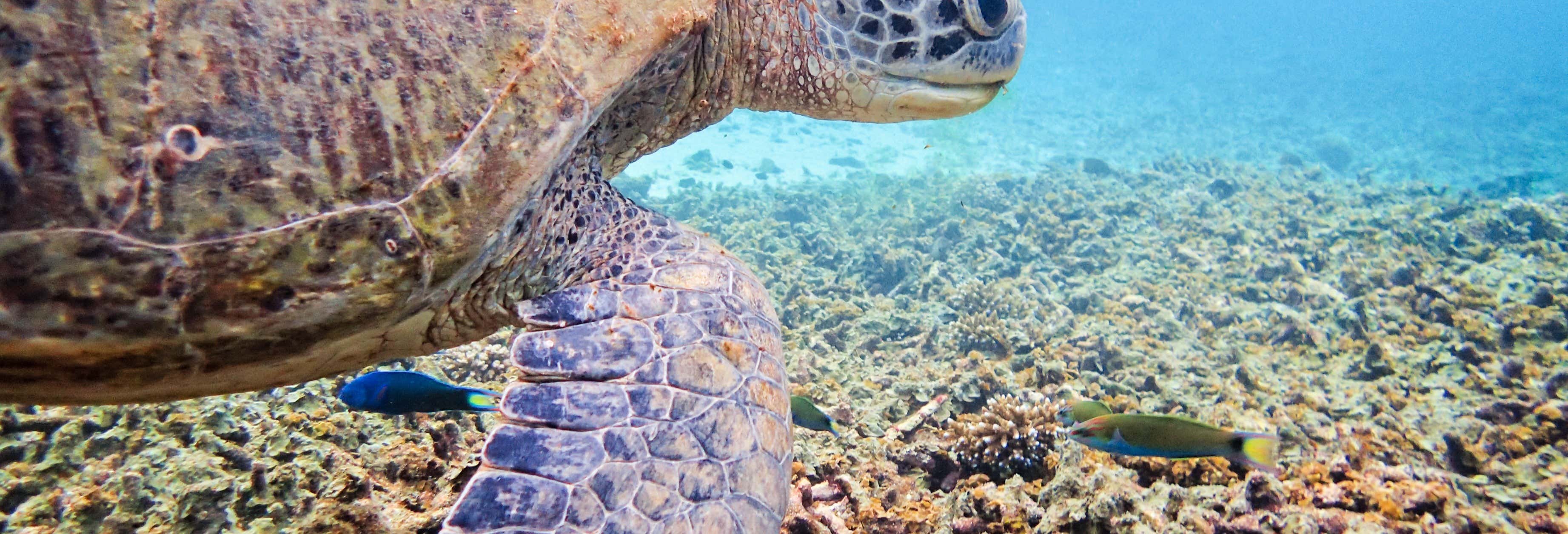 Immersione a Koh Tao