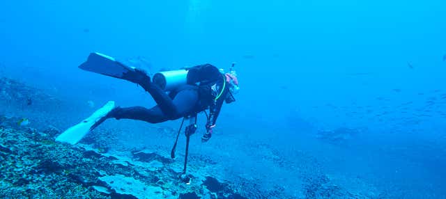 Immersione a Sail Rock