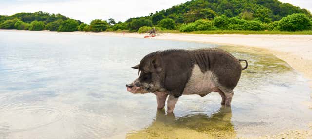 Escursione all'isola dei maiali e a Koh Teand