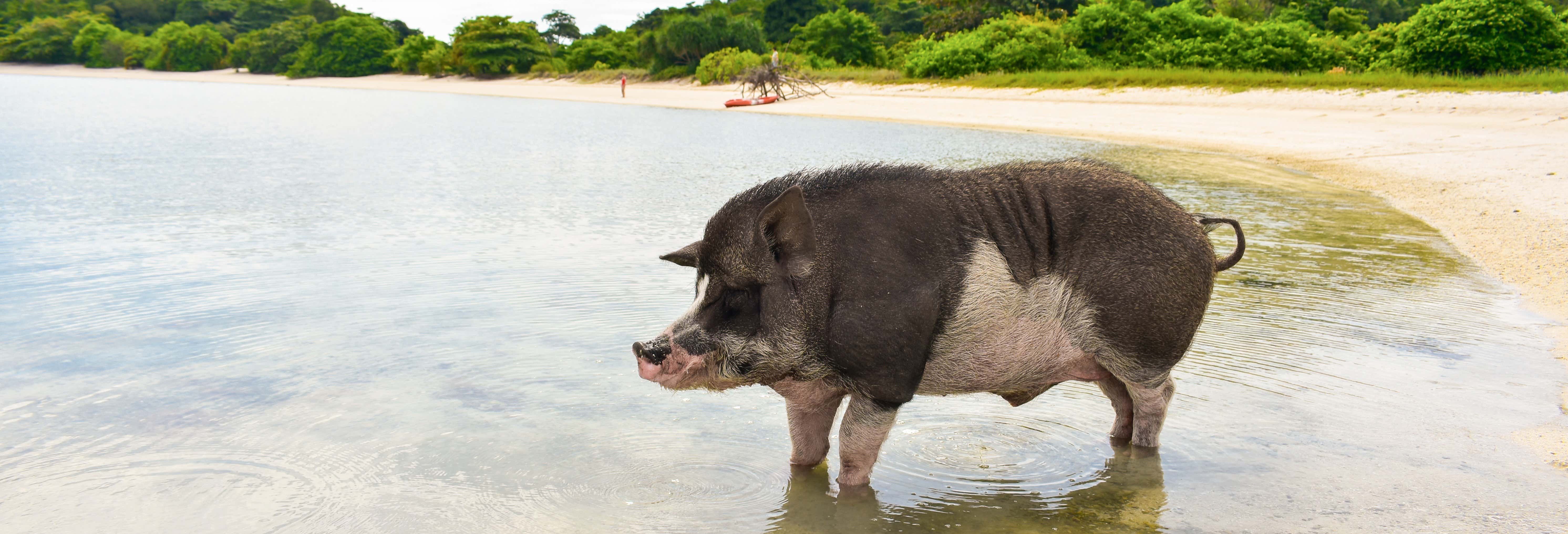 Escursione all'isola dei maiali e a Koh Teand