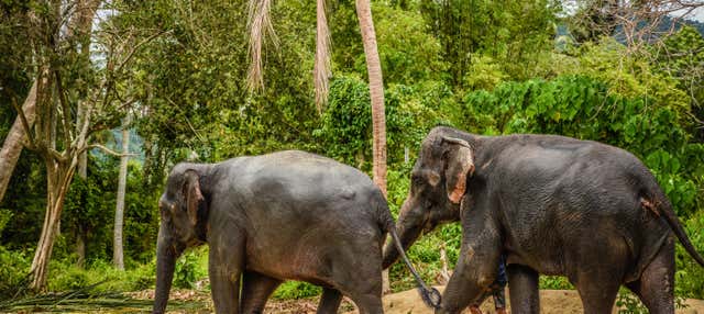 Escursione al santuario degli elefanti di Samui