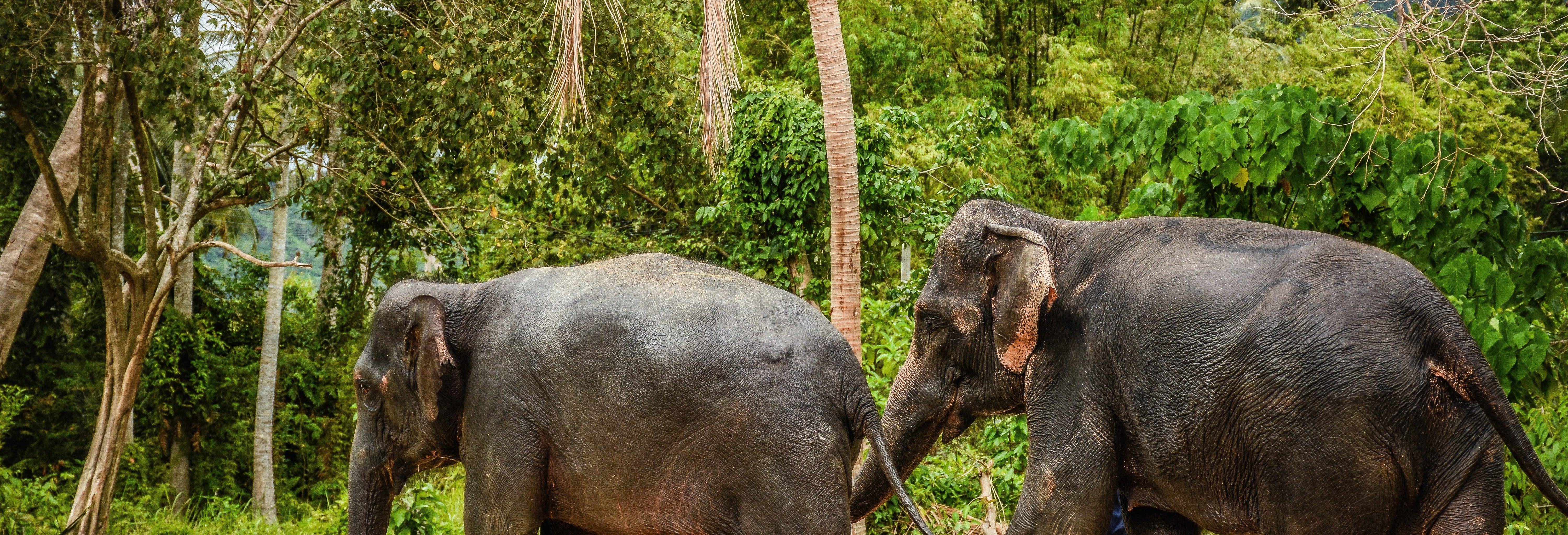 Samui Elephant Jungle Sanctuary Trip
