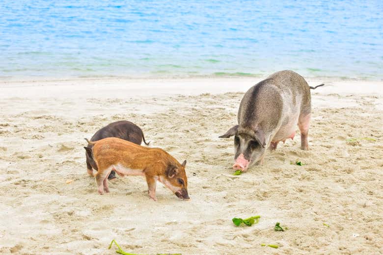 Day Trip to Pig Island