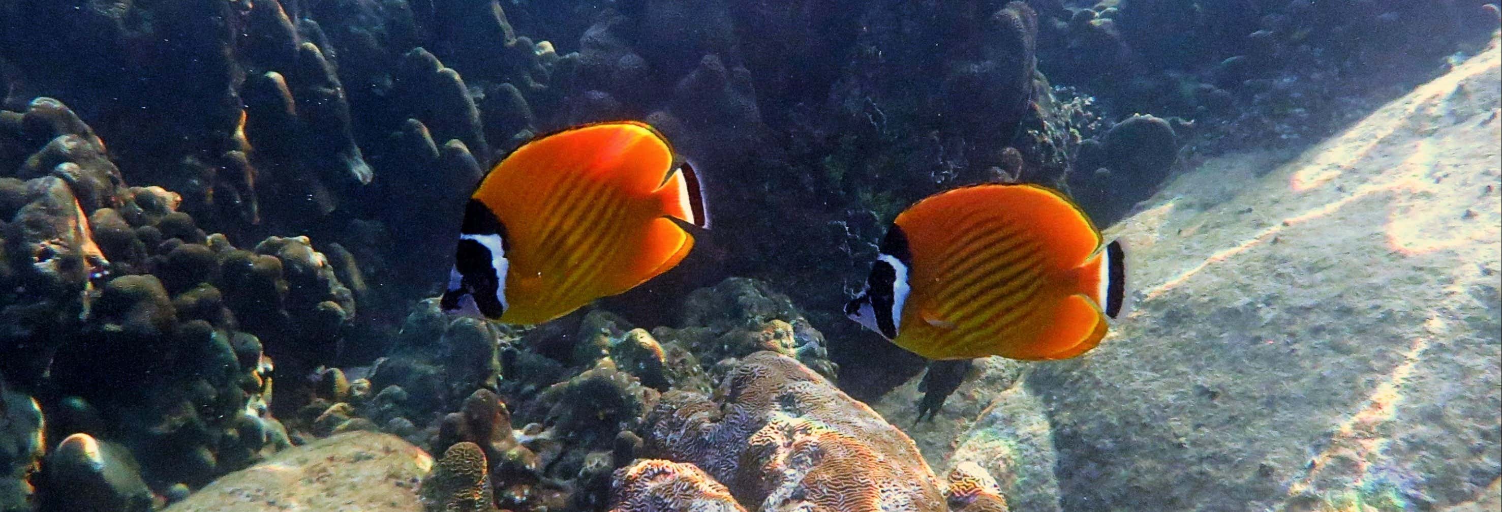 Snorkeling a Koh Tao