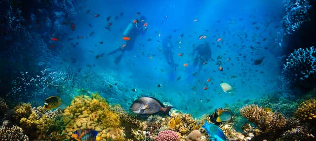 Immersione subacquea a Ko Tao