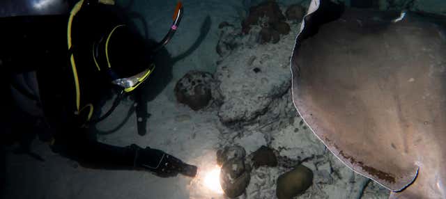 Immersione notturna a Ko Tao