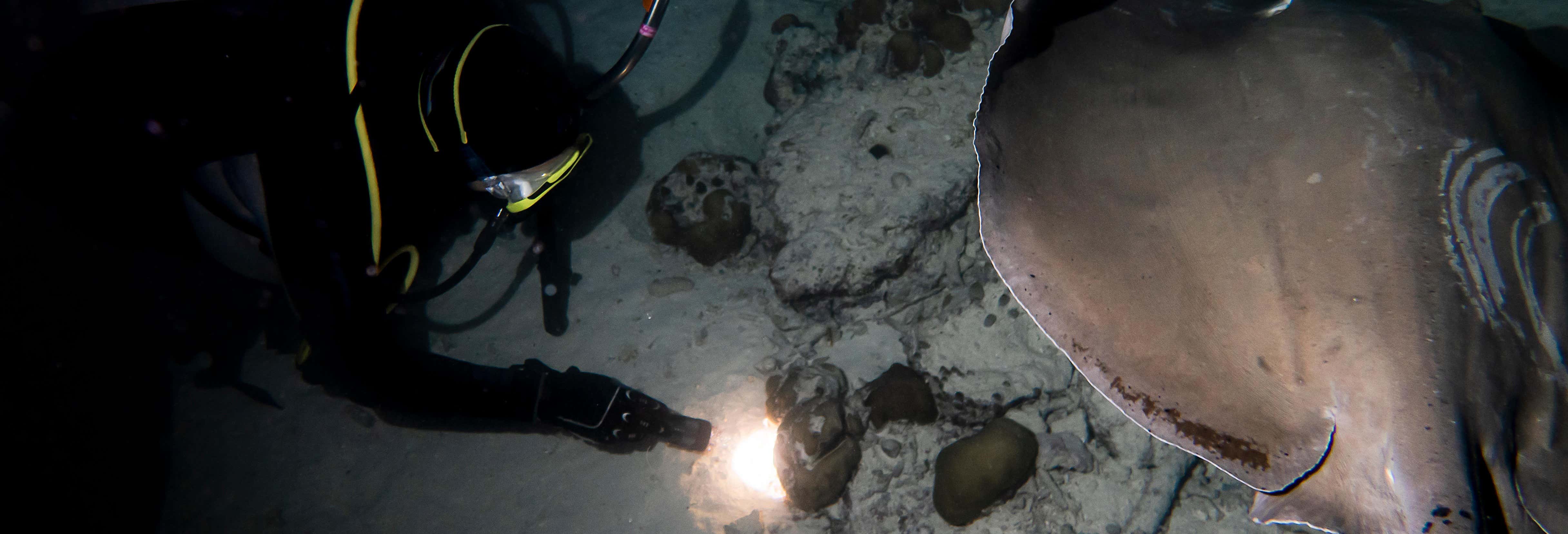 Koh Tao Night Diving