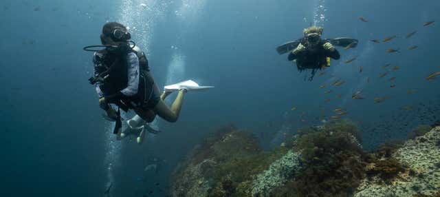 Immersione subacquea a Sail Rock