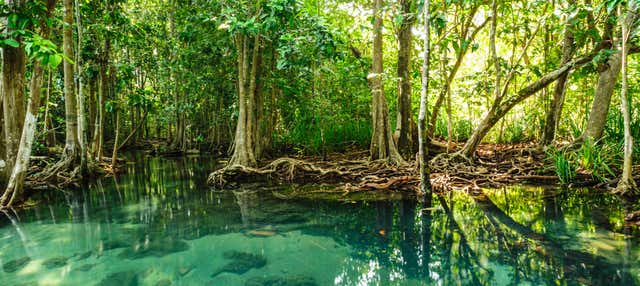 Tour delle mangrovie di Krabi