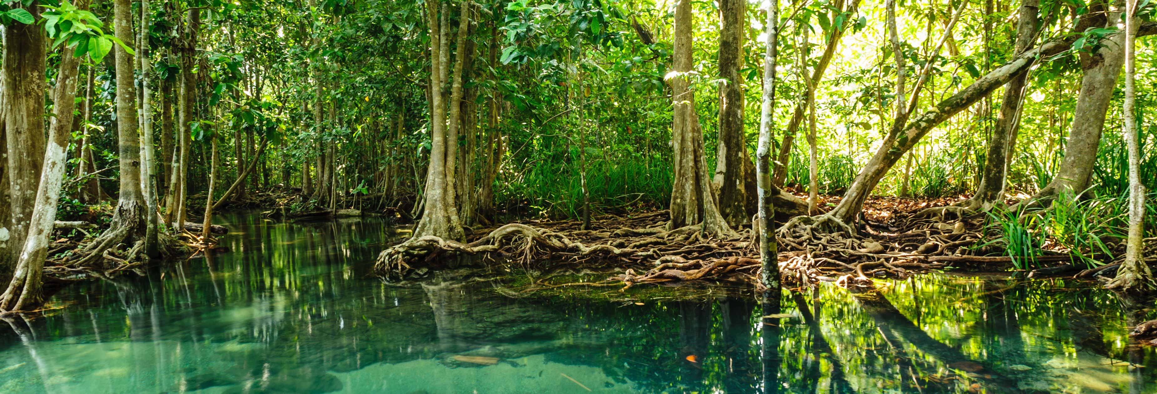 Tour delle mangrovie di Krabi