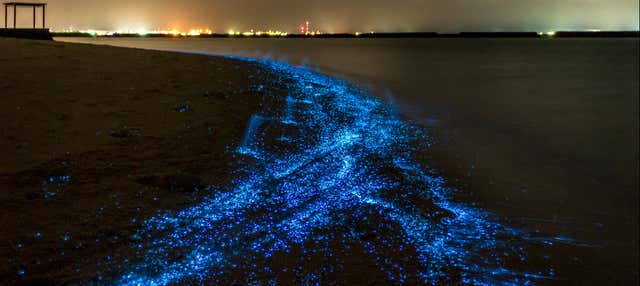 Tour del plancton luminoso